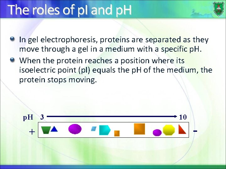 The roles of p. I and p. H In gel electrophoresis, proteins are separated