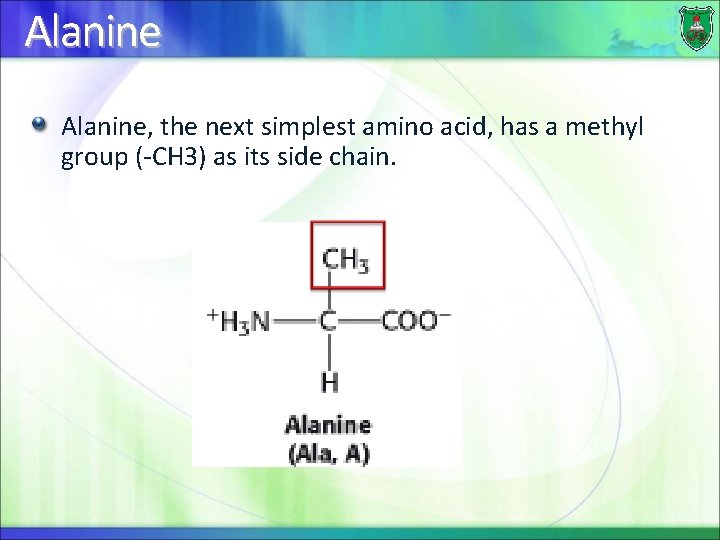 Alanine, the next simplest amino acid, has a methyl group (-CH 3) as its