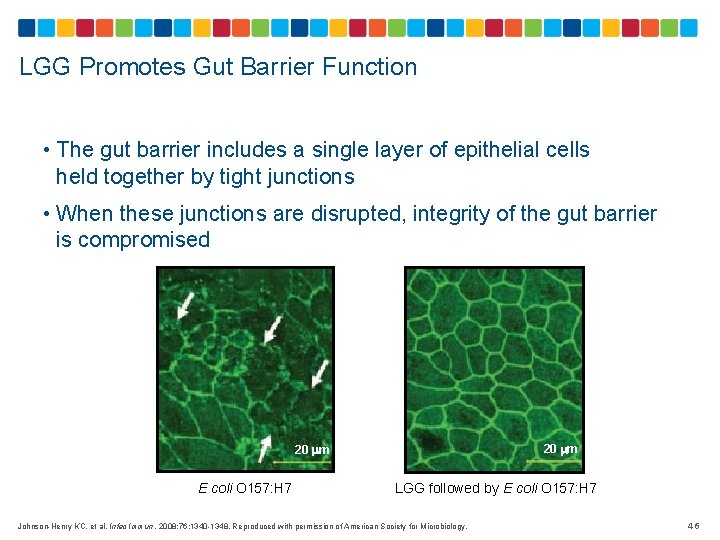 LGG Promotes Gut Barrier Function • The gut barrier includes a single layer of