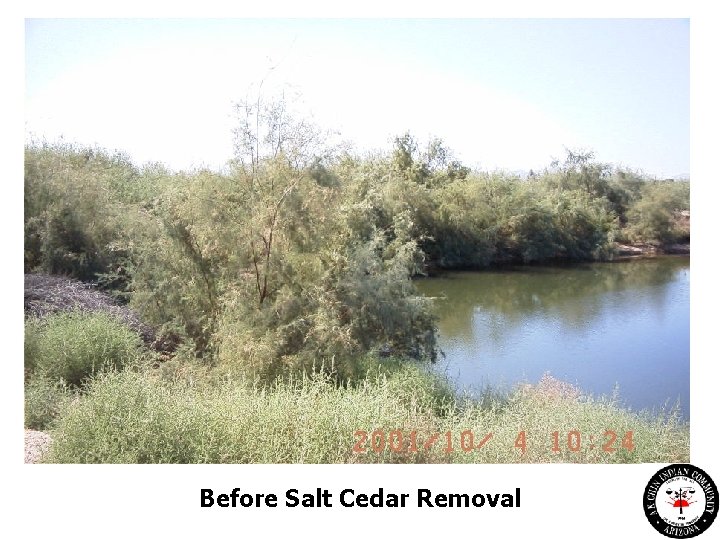 Before Salt Cedar Removal 