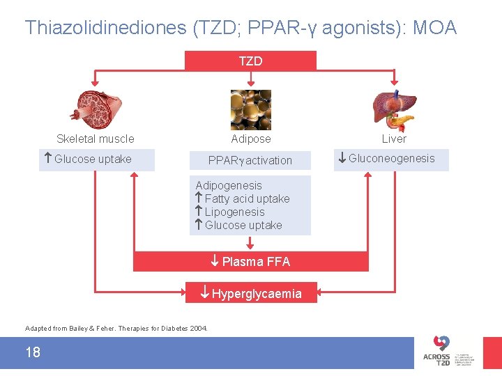 Thiazolidinediones (TZD; PPAR-γ agonists): MOA TZD Skeletal muscle Glucose uptake Adipose PPAR activation Adipogenesis
