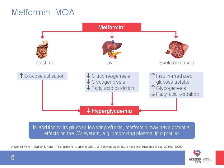 Metformin: MOA Metformin 1 Intestine Glucose utilisation Liver Skeletal muscle Gluconeogenesis Glycogenolysis Fatty acid