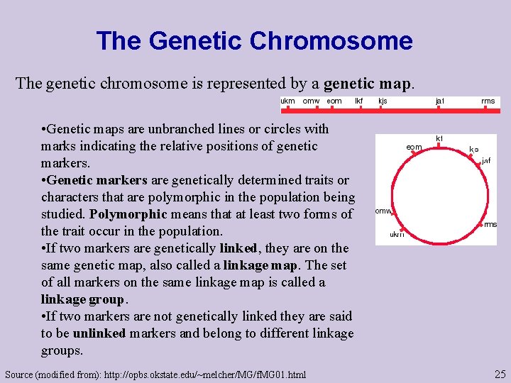 The Genetic Chromosome The genetic chromosome is represented by a genetic map. • Genetic