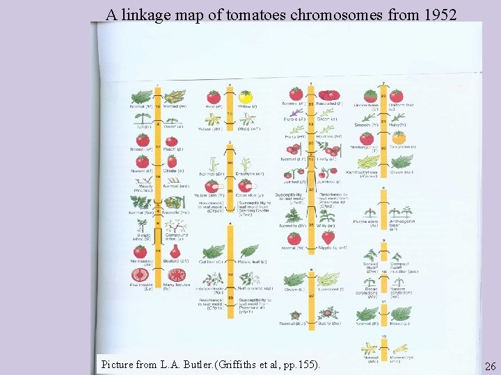 A linkage map of tomatoes chromosomes from 1952 Picture from L. A. Butler. (Griffiths