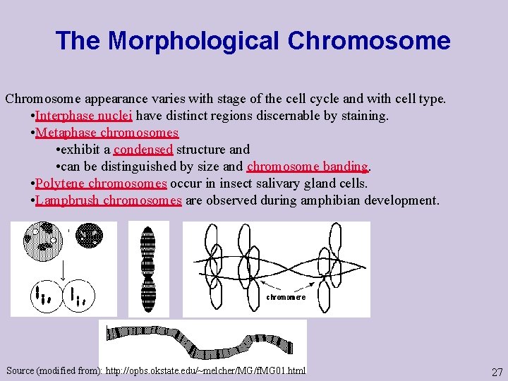 The Morphological Chromosome appearance varies with stage of the cell cycle and with cell