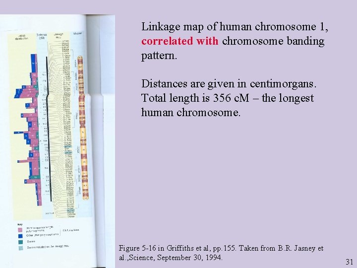 Linkage map of human chromosome 1, correlated with chromosome banding pattern. Distances are given
