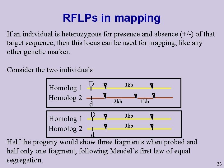 RFLPs in mapping If an individual is heterozygous for presence and absence (+/-) of