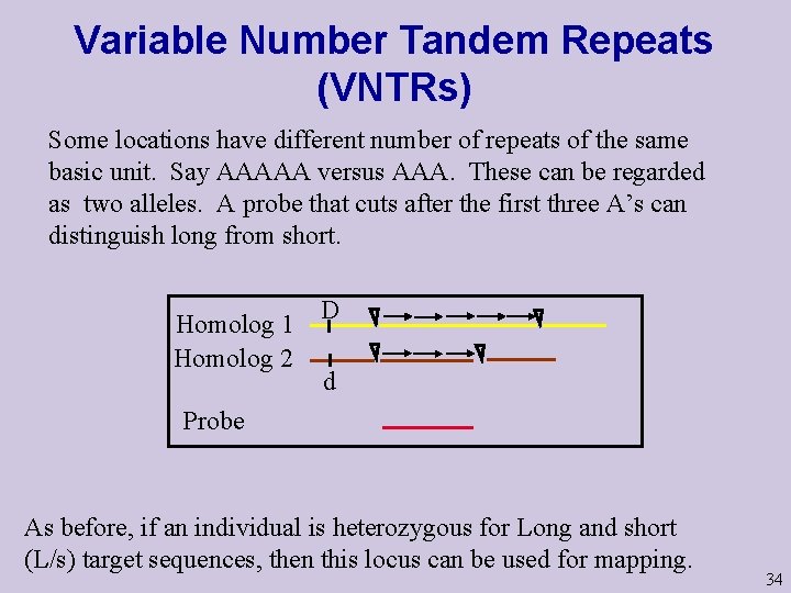 Variable Number Tandem Repeats (VNTRs) Some locations have different number of repeats of the