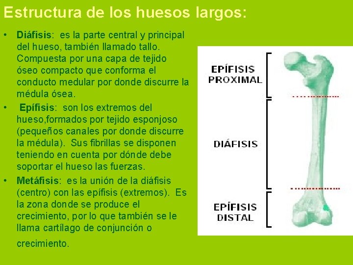 FUNDAMENTOS BIOLGICOS Tema 2 Osteologa Humana El aparato