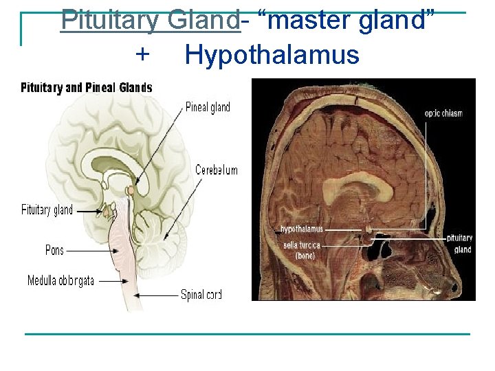 Pituitary Gland- “master gland” + Hypothalamus 