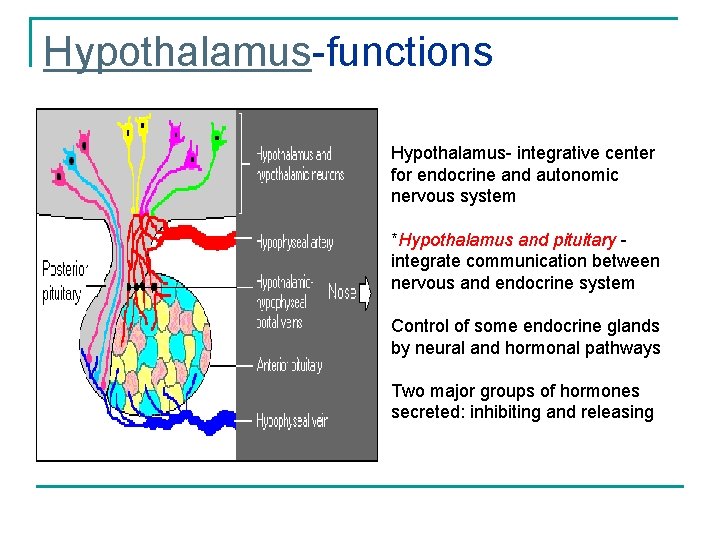 Hypothalamus-functions Hypothalamus- integrative center for endocrine and autonomic nervous system *Hypothalamus and pituitary integrate