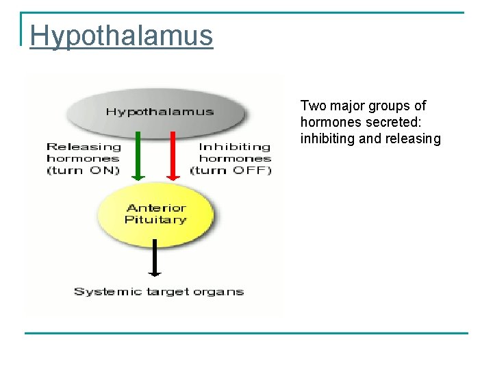 Hypothalamus Two major groups of hormones secreted: inhibiting and releasing 