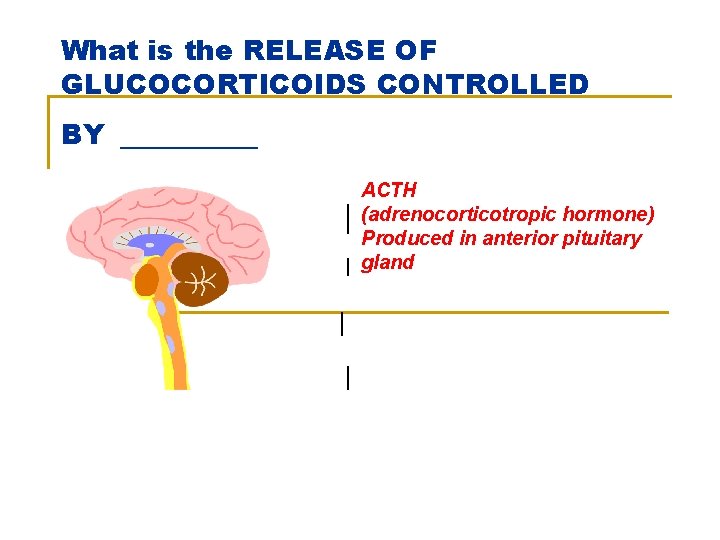 What is the RELEASE OF GLUCOCORTICOIDS CONTROLLED BY ______ ACTH (adrenocorticotropic hormone) Produced in