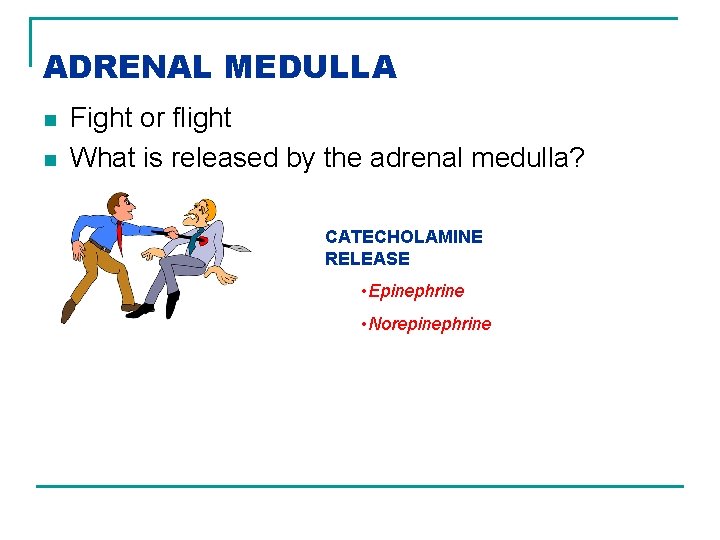 ADRENAL MEDULLA n n Fight or flight What is released by the adrenal medulla?