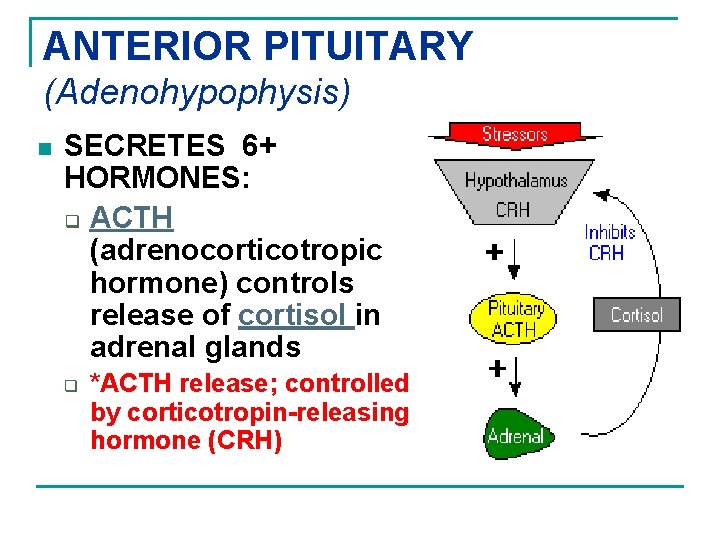 ANTERIOR PITUITARY (Adenohypophysis) n SECRETES 6+ HORMONES: q ACTH (adrenocorticotropic hormone) controls release of