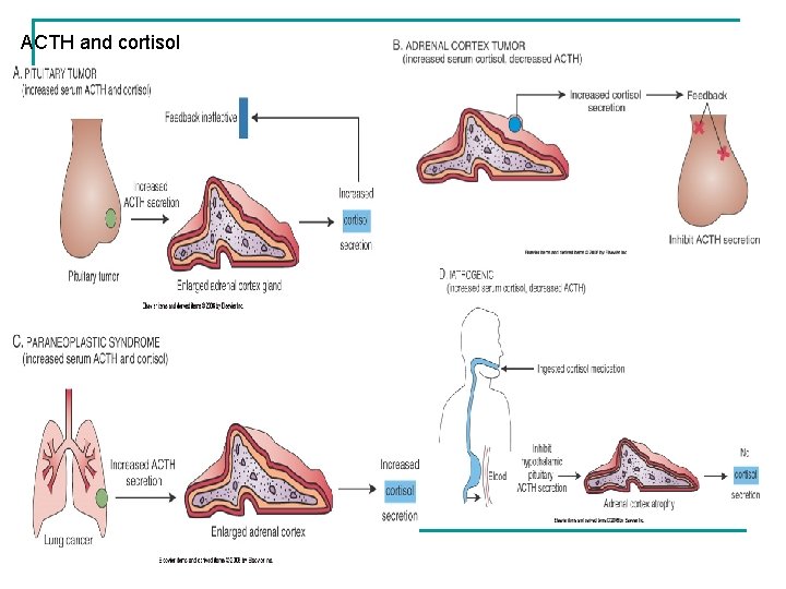 ACTH and cortisol 