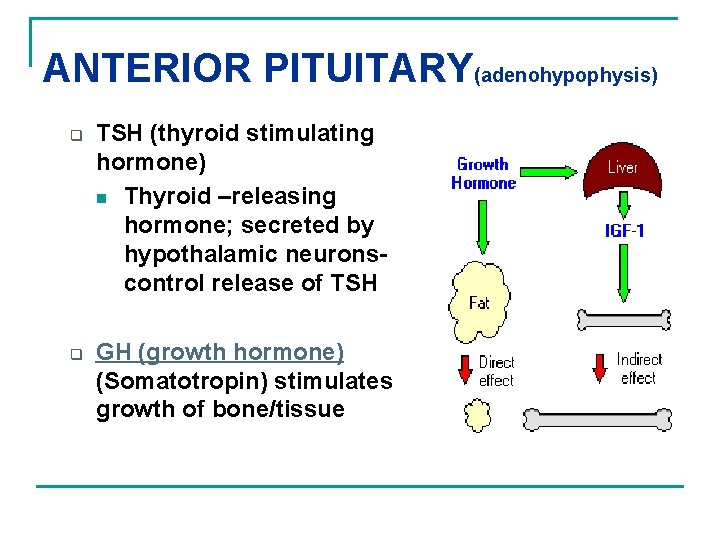 ANTERIOR PITUITARY(adenohypophysis) q q TSH (thyroid stimulating hormone) n Thyroid –releasing hormone; secreted by