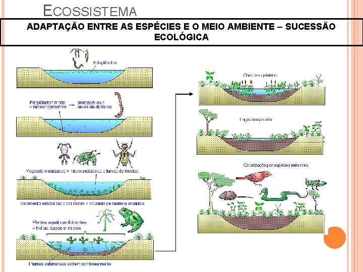 ECOSSISTEMA ADAPTAÇÃO ENTRE AS ESPÉCIES E O MEIO AMBIENTE – SUCESSÃO ECOLÓGICA 