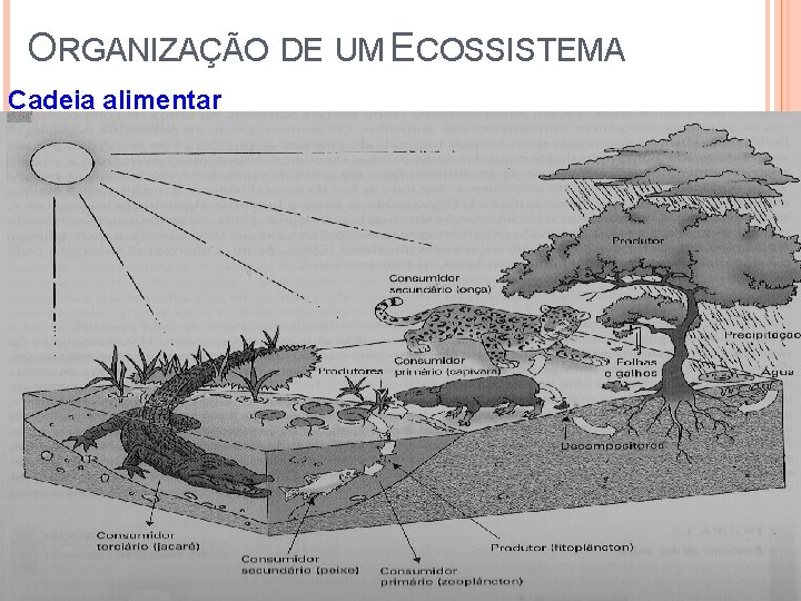 ORGANIZAÇÃO DE UM ECOSSISTEMA Cadeia alimentar 