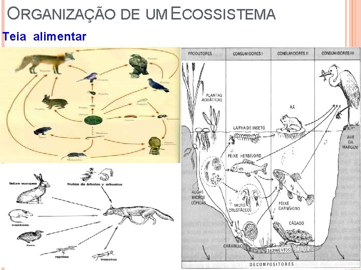 ORGANIZAÇÃO DE UM ECOSSISTEMA Teia alimentar 