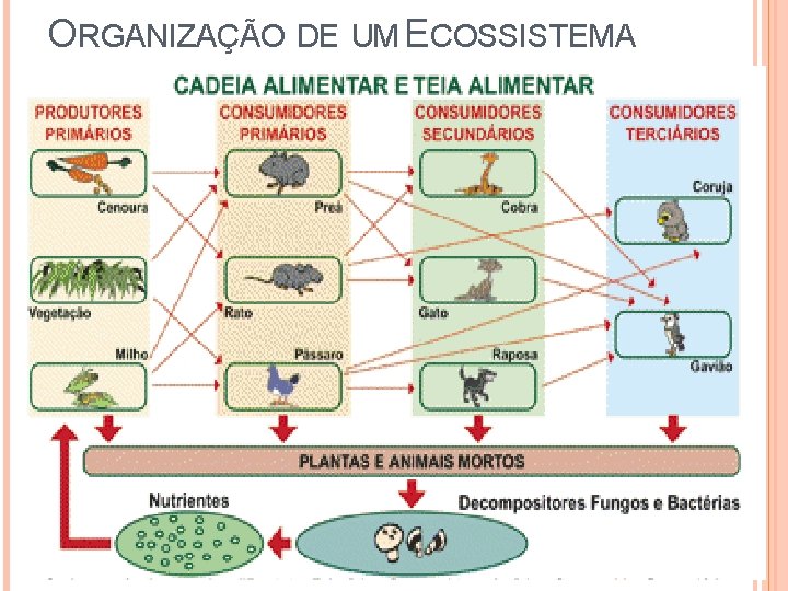 ORGANIZAÇÃO DE UM ECOSSISTEMA 