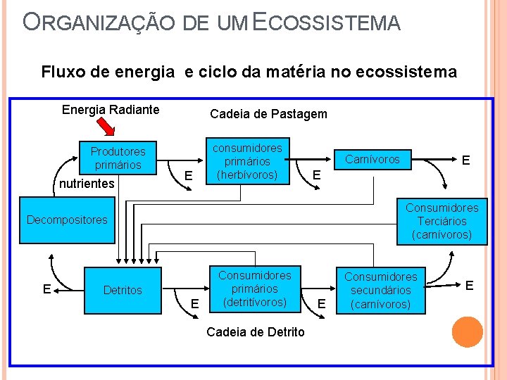 ORGANIZAÇÃO DE UM ECOSSISTEMA Fluxo de energia e ciclo da matéria no ecossistema Energia