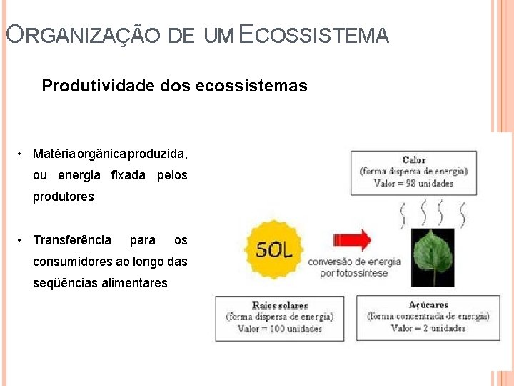 ORGANIZAÇÃO DE UM ECOSSISTEMA Produtividade dos ecossistemas • Matéria orgânica produzida, ou energia fixada