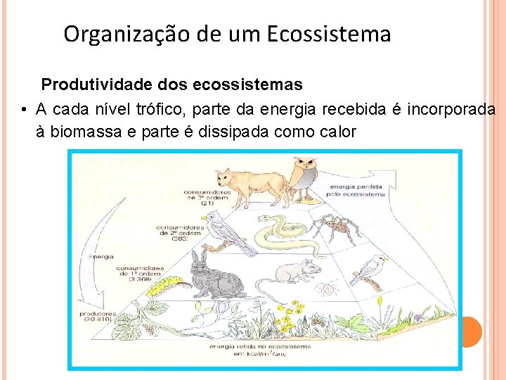 Organização de um Ecossistema Produtividade dos ecossistemas • A cada nível trófico, parte da