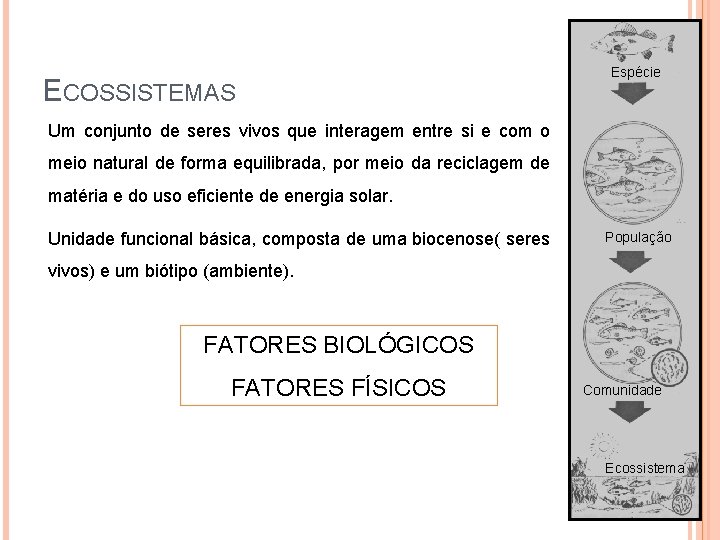 ECOSSISTEMAS Espécie Um conjunto de seres vivos que interagem entre si e com o