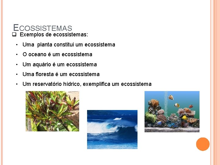 ECOSSISTEMAS q Exemplos de ecossistemas: • Uma planta constitui um ecossistema • O oceano
