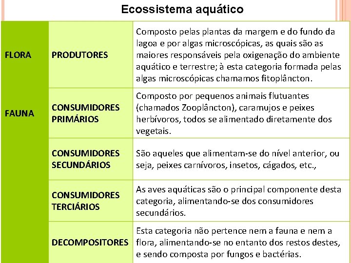 Ecossistema aquático PRODUTORES Composto pelas plantas da margem e do fundo da lagoa e