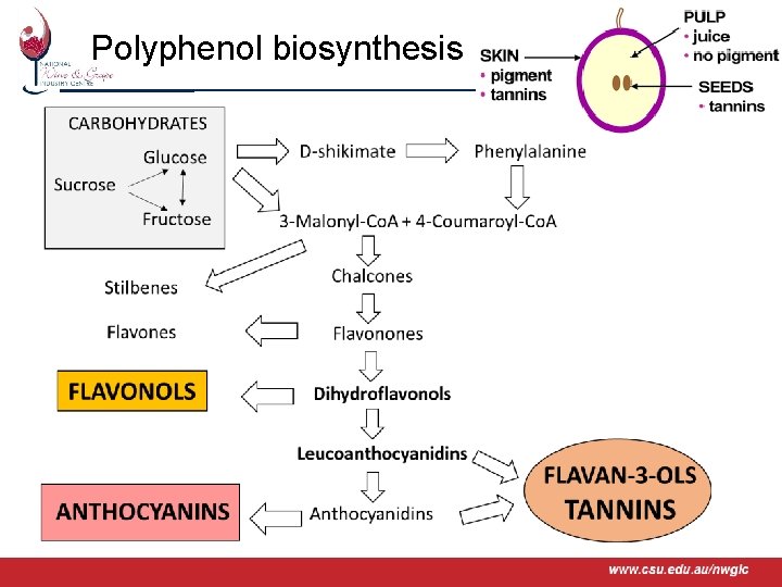 Polyphenol biosynthesis www. csu. edu. au/nwgic 