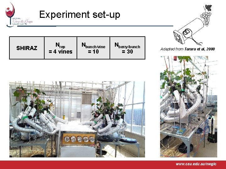 Experiment set-up SHIRAZ www. csu. edu. au/nwgic Nrep = 4 vines Nbunch/vine = 10