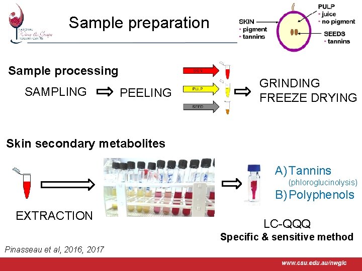Sample preparation Sample processing SAMPLING PEELING GRINDING FREEZE DRYING Skin secondary metabolites A) Tannins