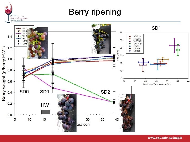 Berry ripening SD 1 SD 0 SD 1 HW www. csu. edu. au/nwgic SD