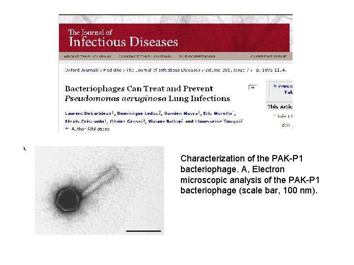 Characterization of the PAK-P 1 bacteriophage. A, Electron microscopic analysis of the PAK-P 1