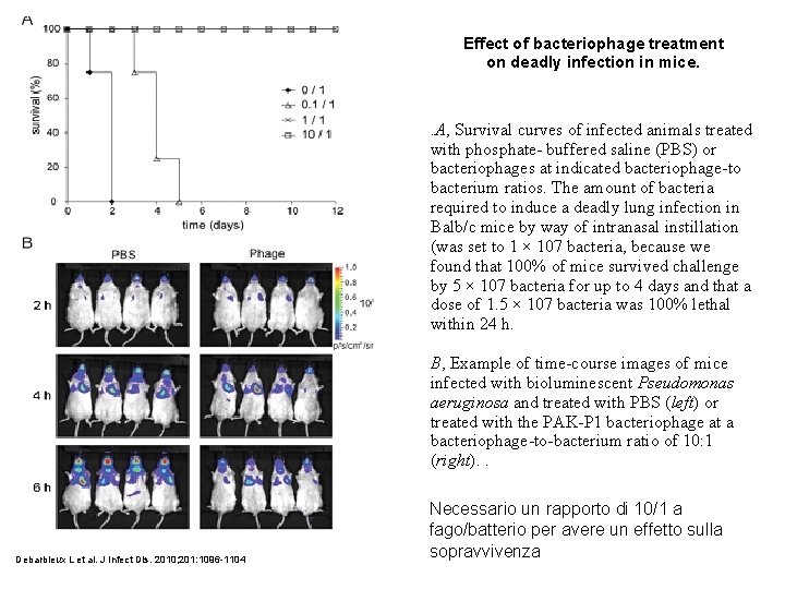 Effect of bacteriophage treatment on deadly infection in mice. . A, Survival curves of