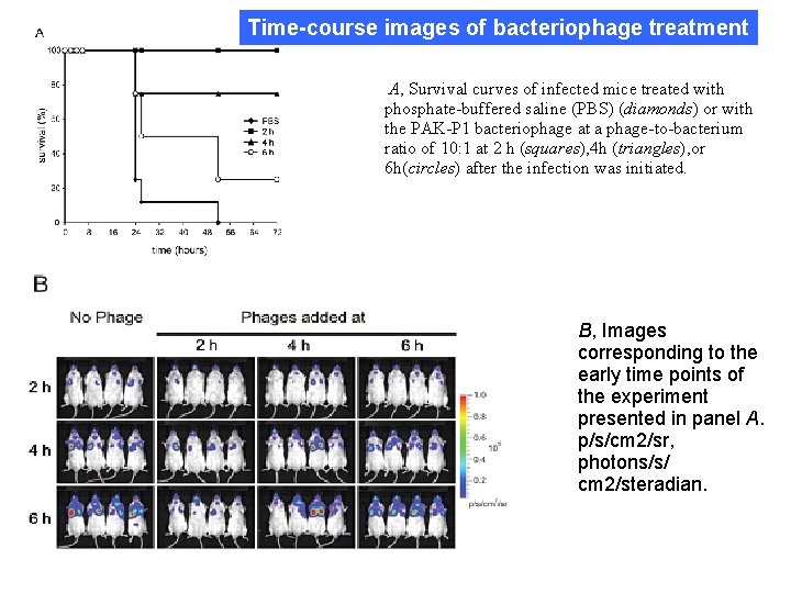 Time-course images of bacteriophage treatment A, Survival curves of infected mice treated with phosphate-buffered