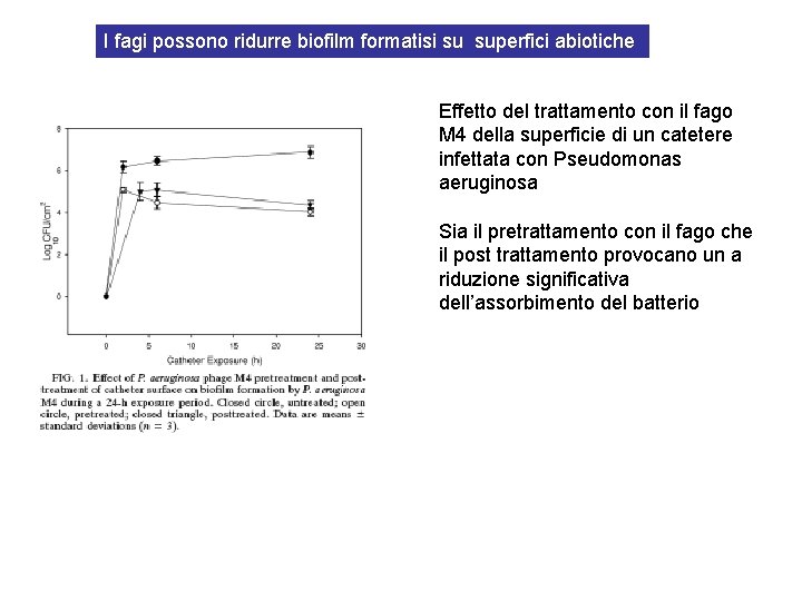 I fagi possono ridurre biofilm formatisi su superfici abiotiche Effetto del trattamento con il