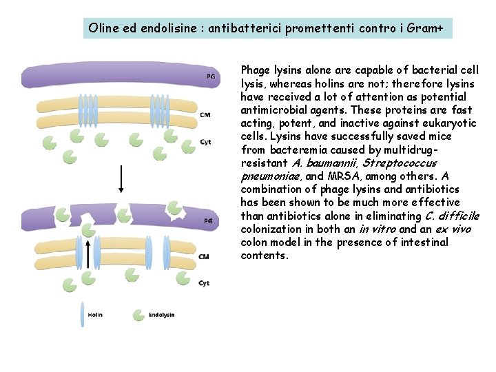 Oline ed endolisine : antibatterici promettenti contro i Gram+ Phage lysins alone are capable