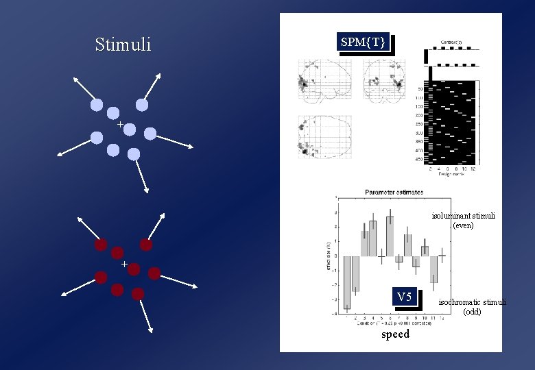 Stimuli SPM{T} + isoluminant stimuli (even) + V 5 speed isochromatic stimuli (odd) 