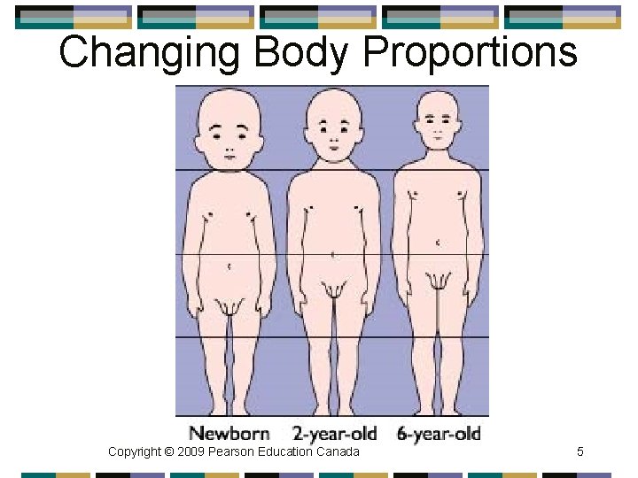 Changing Body Proportions Copyright © 2009 Pearson Education Canada 5 