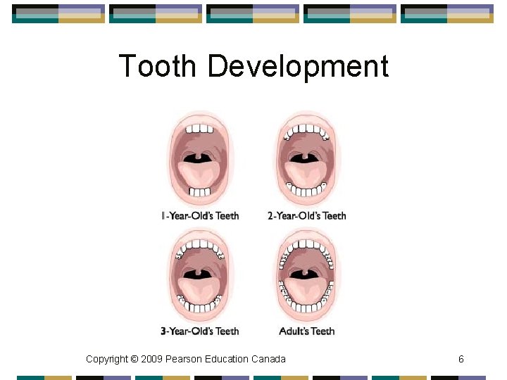 Tooth Development Copyright © 2009 Pearson Education Canada 6 