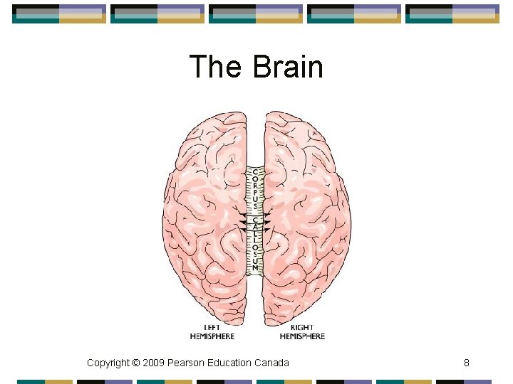 The Brain Copyright © 2009 Pearson Education Canada 8 