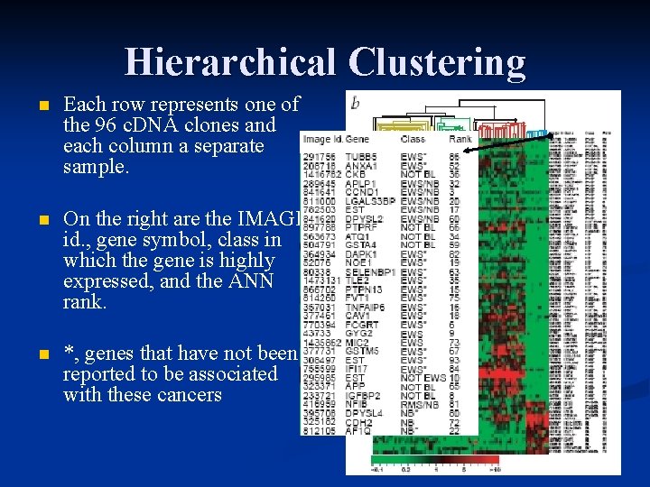 Hierarchical Clustering n Each row represents one of the 96 c. DNA clones and