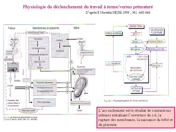 Physiologie du déclenchement du travail à terme/versus prématuré D’après E Norwitz. NEJM. 1999 ;