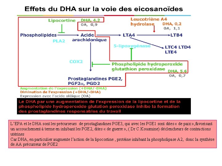 L’EPA et le DHA sont les précurseurs de prostaglandines PGE 3, qui avec les