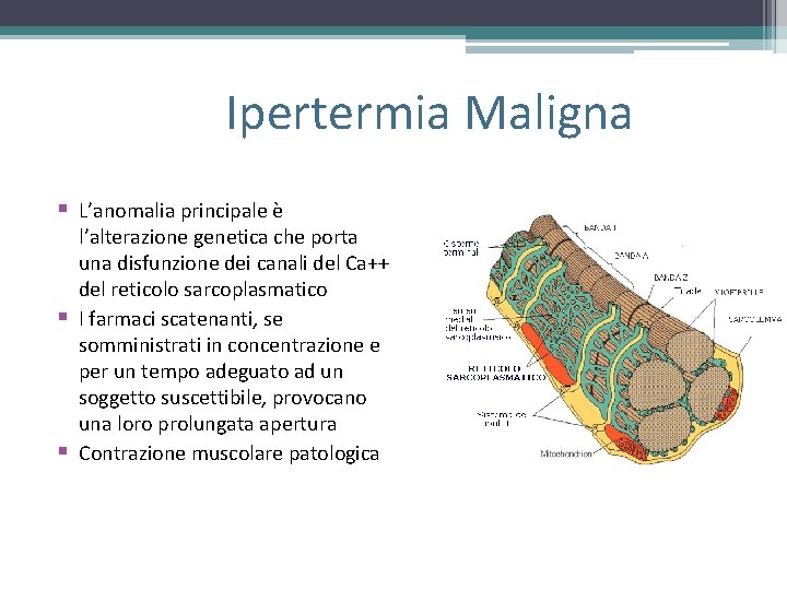 Ipertermia Maligna § L’anomalia principale è § § l’alterazione genetica che porta una Ipertermia Maligna § L’anomalia principale è § § l’alterazione genetica che porta una