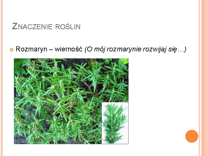 ZNACZENIE ROŚLIN Rozmaryn – wierność (O mój rozmarynie rozwijaj się…) 