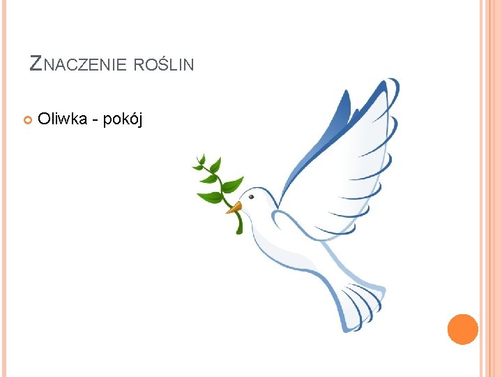 ZNACZENIE ROŚLIN Oliwka - pokój 